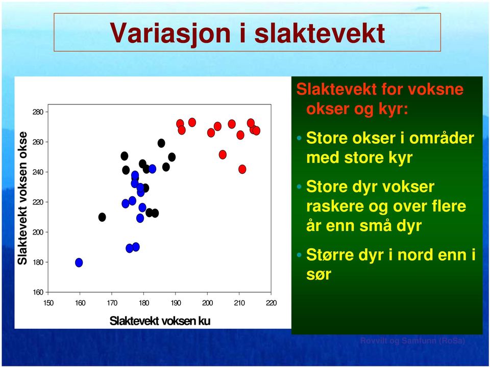 store kyr Store dyr vokser raskere og over flere år enn små dyr