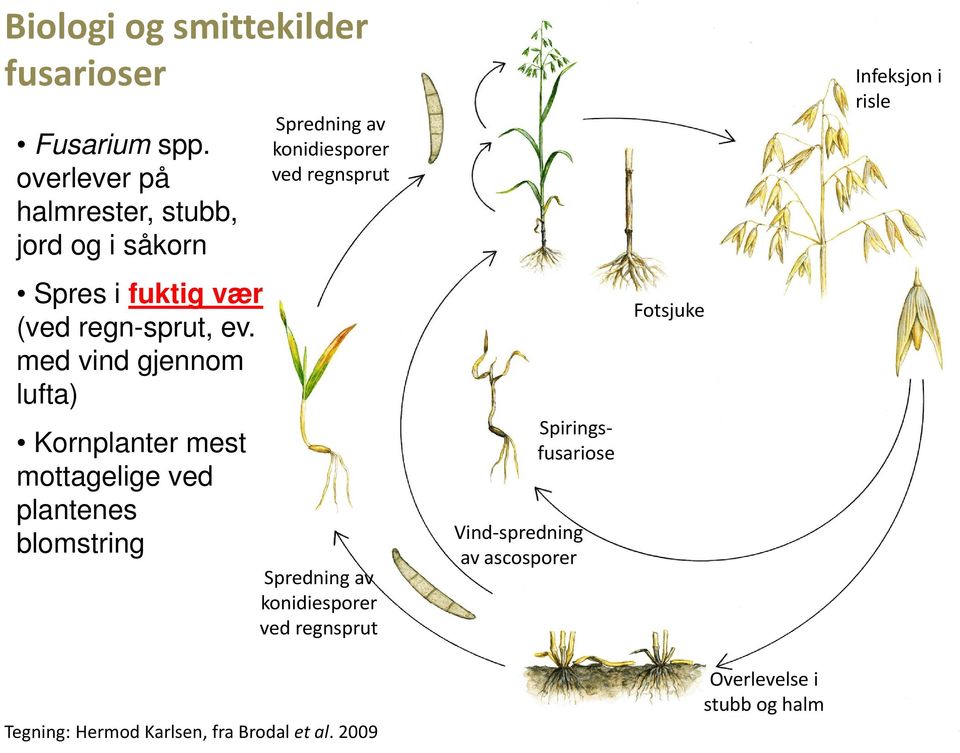 med vind gjennom lufta) Kornplanter mest mottagelige ved plantenes blomstring Spredning av konidiesporer ved