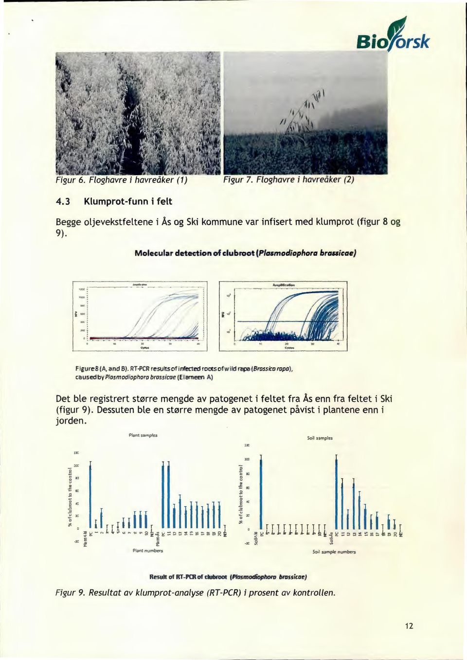 Co ropa), ca used by Plasmodiophora brassicae (El ameen A) Det ble registrert større mengde av patogenet i feltet fra Ås enn fra feltet i Ski (figur 9).
