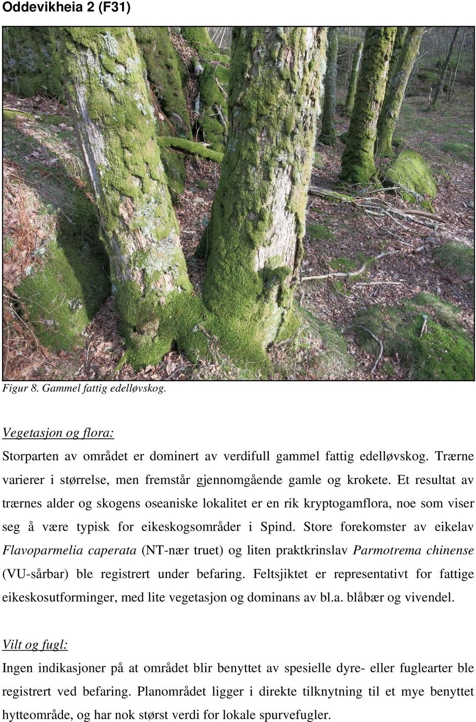 Et resultat av trærnes alder og skogens oseaniske lokalitet er en rik kryptogamflora, noe som viser seg å være typisk for eikeskogsområder i Spind.