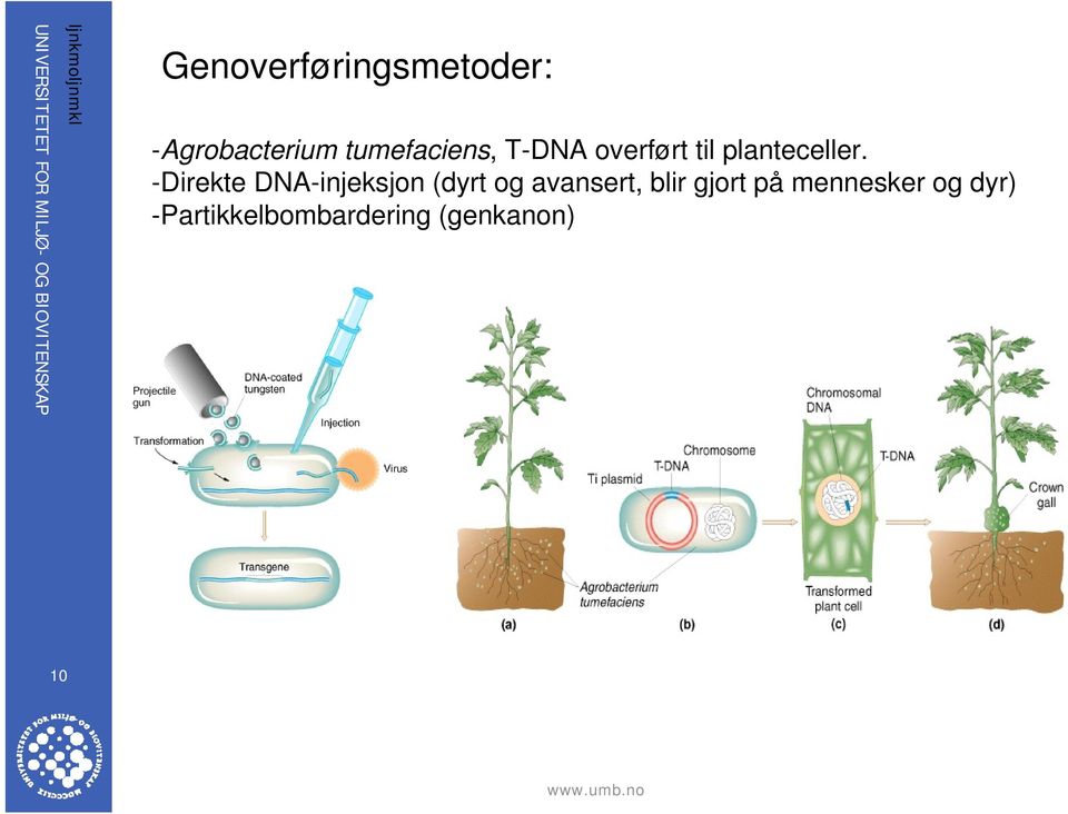 -Direkte DNA-injeksjon (dyrt og avansert, blir