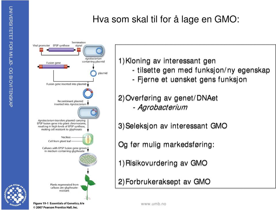 2)Overføring av genet/dnaet - Agrobacterium 3)Seleksjon av interessant