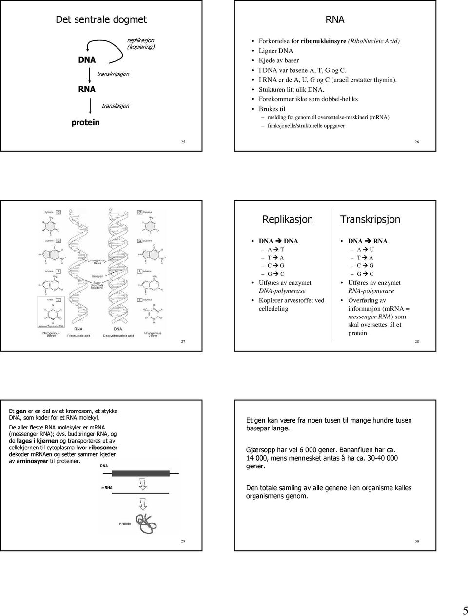 Forekommer ikke som dobbel-heliks Brukes til melding fra genom til oversettelse-maskineri (mrna) funksjonelle/strukturelle oppgaver 25 26 -* * DNA DNA A T T A C G G C