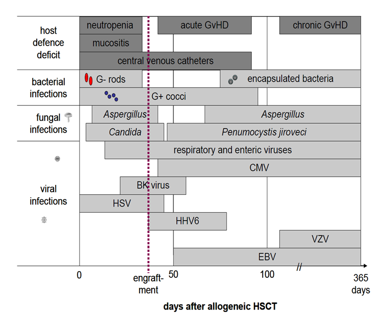 Skjematisk kan man dele inn infeksjonsrisiko som anført nedenfor. Figur 4 - Kilde: Mikael Sundin, 2008 Post-engraftment stadiet domineres av svekket cellemediert immunitet.