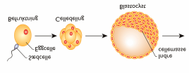 Pluripotente stamceller fra embryo Kilder for stamceller
