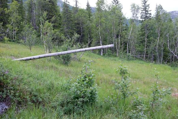 -fjerning av stolper og ledninger etter gammel telefonlinje Skjørlegda-Sæterdalen og Aursletta-Laksmarkdalen-Børjedalen. Dette siste punktet er et omfattende og krevende tiltak.