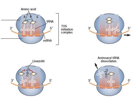 LINEZOLID Oxazolidinon Tre aromatiske ringer; Bakteriostatisk effekt Inhiberer bakteriell proteinsyntese Blokkerer initiering av proteinsyntesen ved binding til peptidyltransferase sentret i A sete