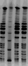 Antall tilfeller 17.10.2016 GENETISK PÅVISNING AV OVERFØRBAR RESITENS PCR primerer med 100% match med både stafylokokk og enterokokk cfr gen (Kehrenberg & Schwarz, 2006.