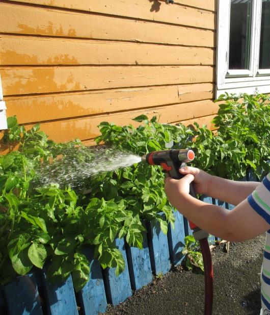 Gjenbruk/IKT - Vanning av potet - Opptak av potet - Barna fotograferte prosessen -