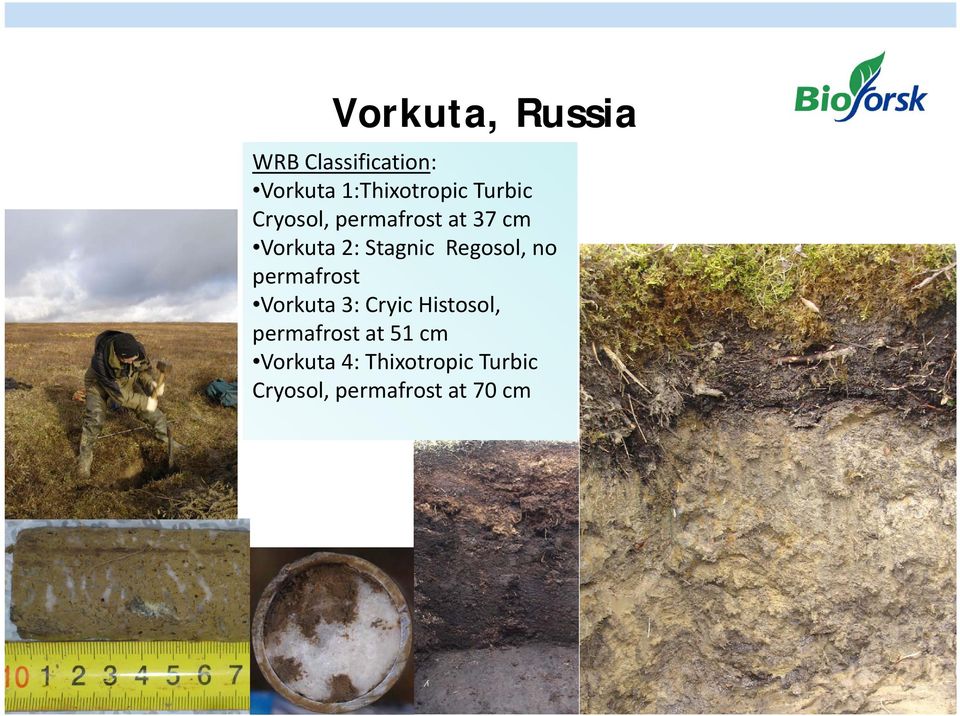 Regosol, no permafrost Vorkuta 3: Cryic Histosol, permafrost