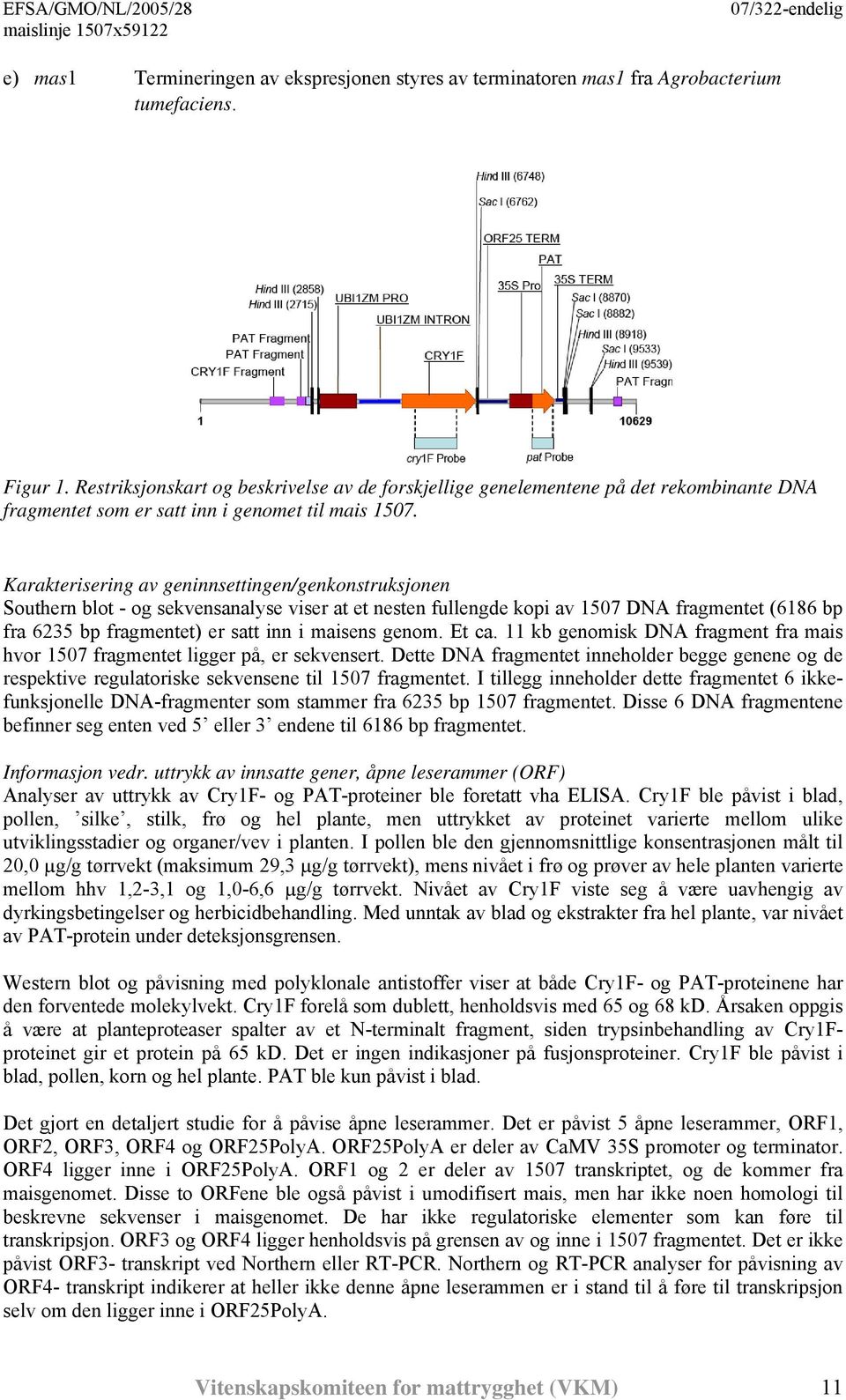 Karakterisering av geninnsettingen/genkonstruksjonen Southern blot - og sekvensanalyse viser at et nesten fullengde kopi av 1507 DNA fragmentet (6186 bp fra 6235 bp fragmentet) er satt inn i maisens