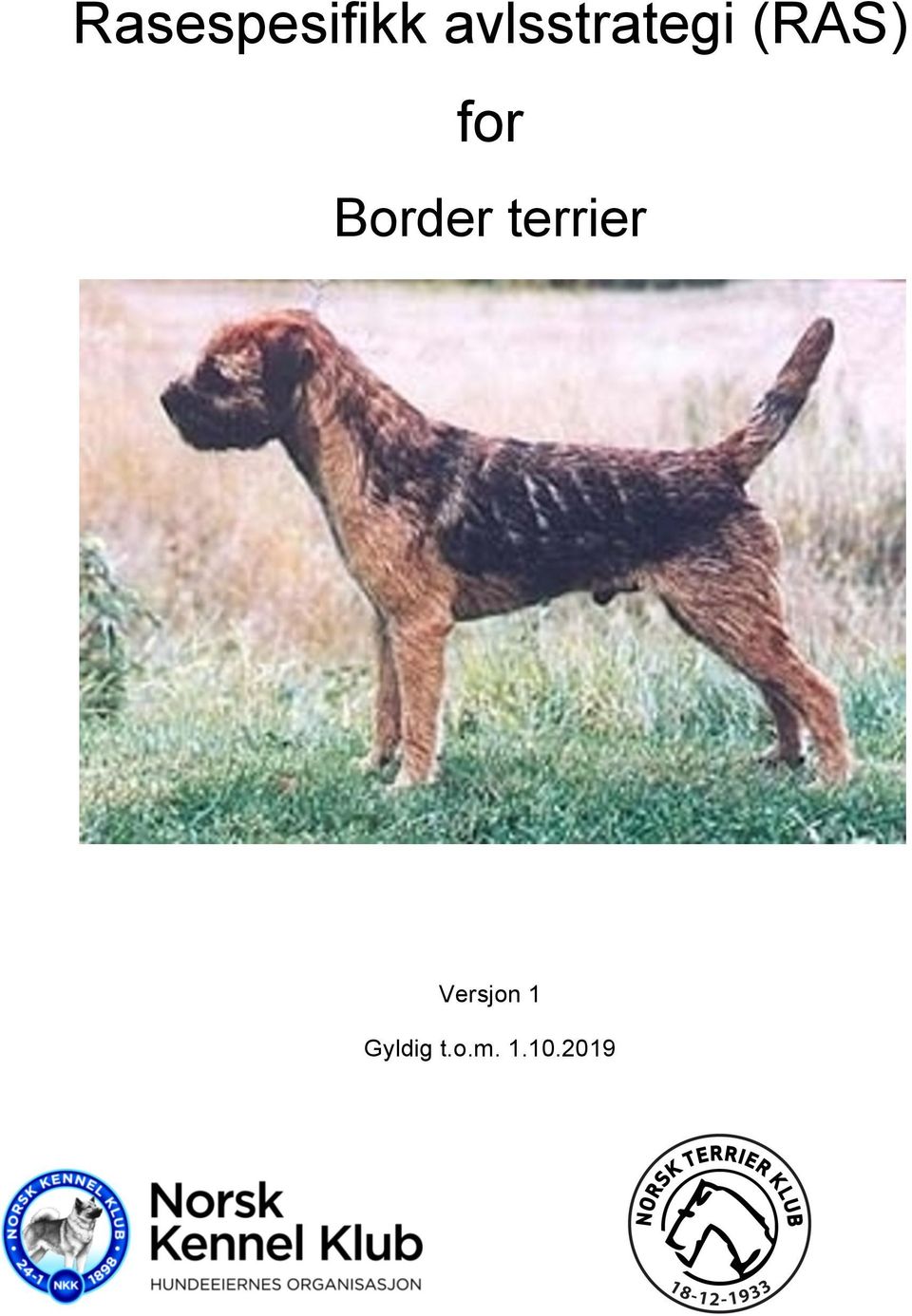 for Border terrier