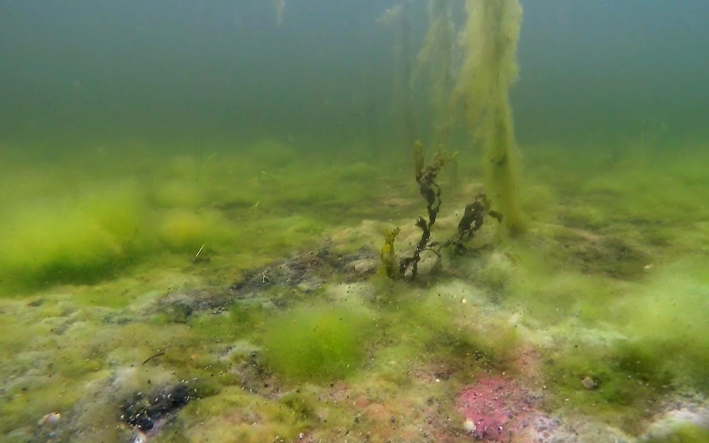 28.08.14: Brune flekker og sekkdyr på ålegresset i August 13.06.14 Noe mindre friske alger på bunn, noe i forråtnelse grå og lillafarge. Lukt av svovel.
