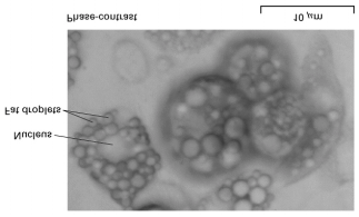 bevegelse av større organeller (kjerne, mitokondrier) i levende celler (Fig. 5-13a) Normanski-bilder fremtrer med skyggevirkning (Fig.