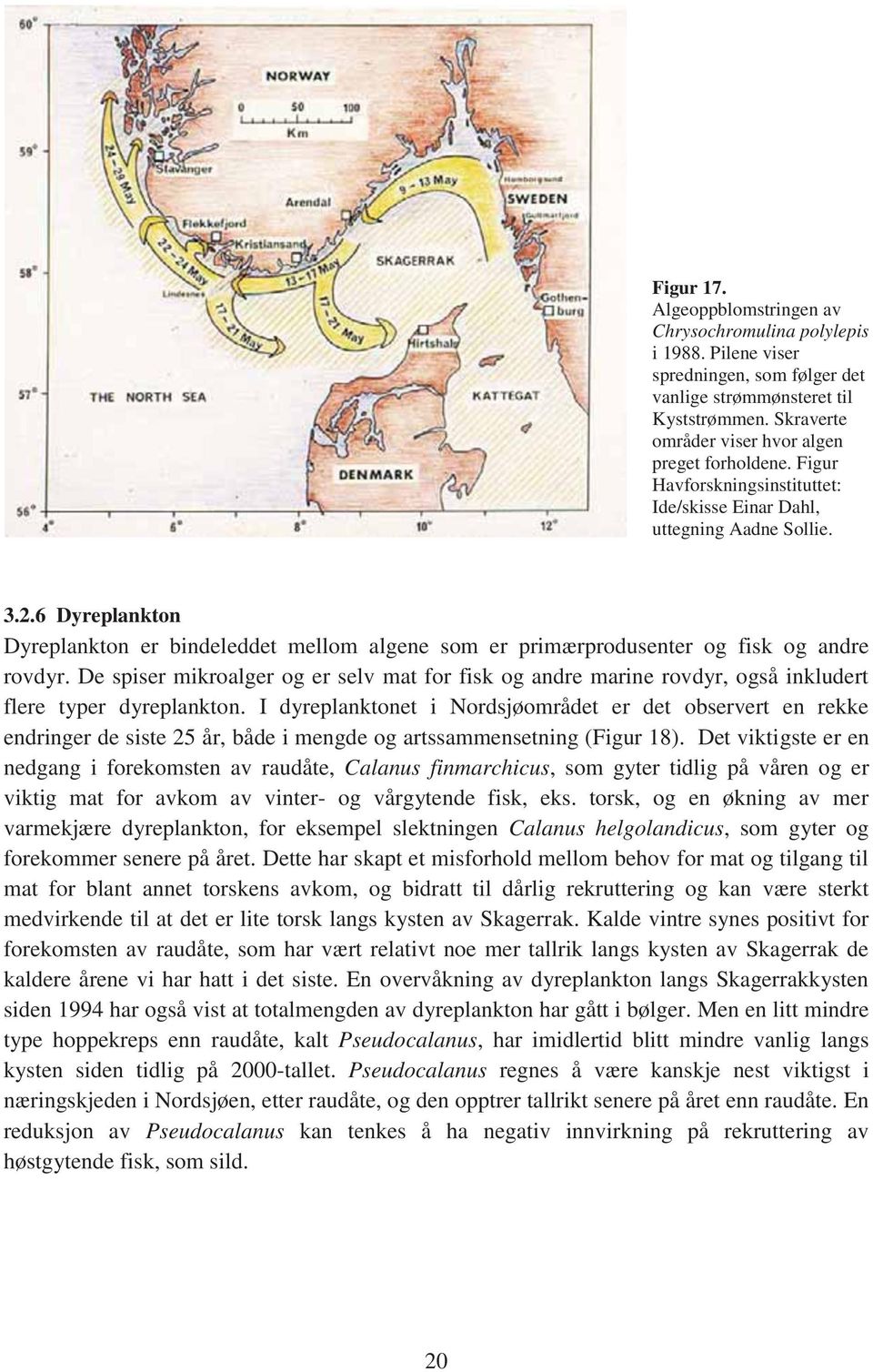 6 Dyreplankton Dyreplankton er bindeleddet mellom algene som er primærprodusenter og fisk og andre rovdyr.