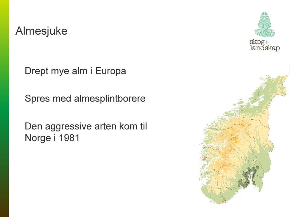 almesplintborere Den