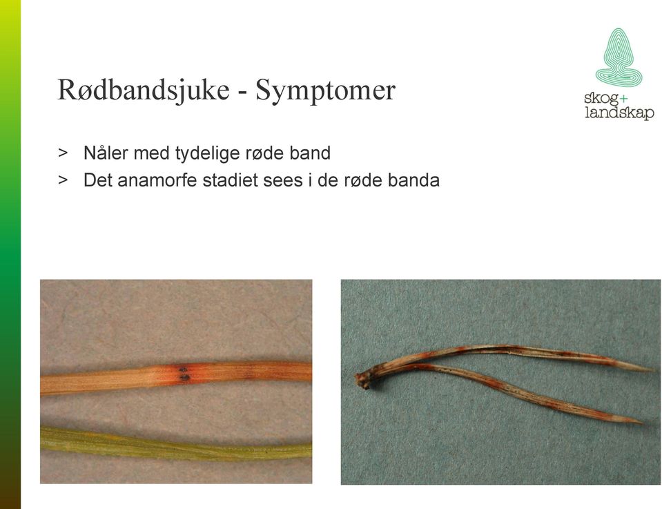 røde band > Det anamorfe