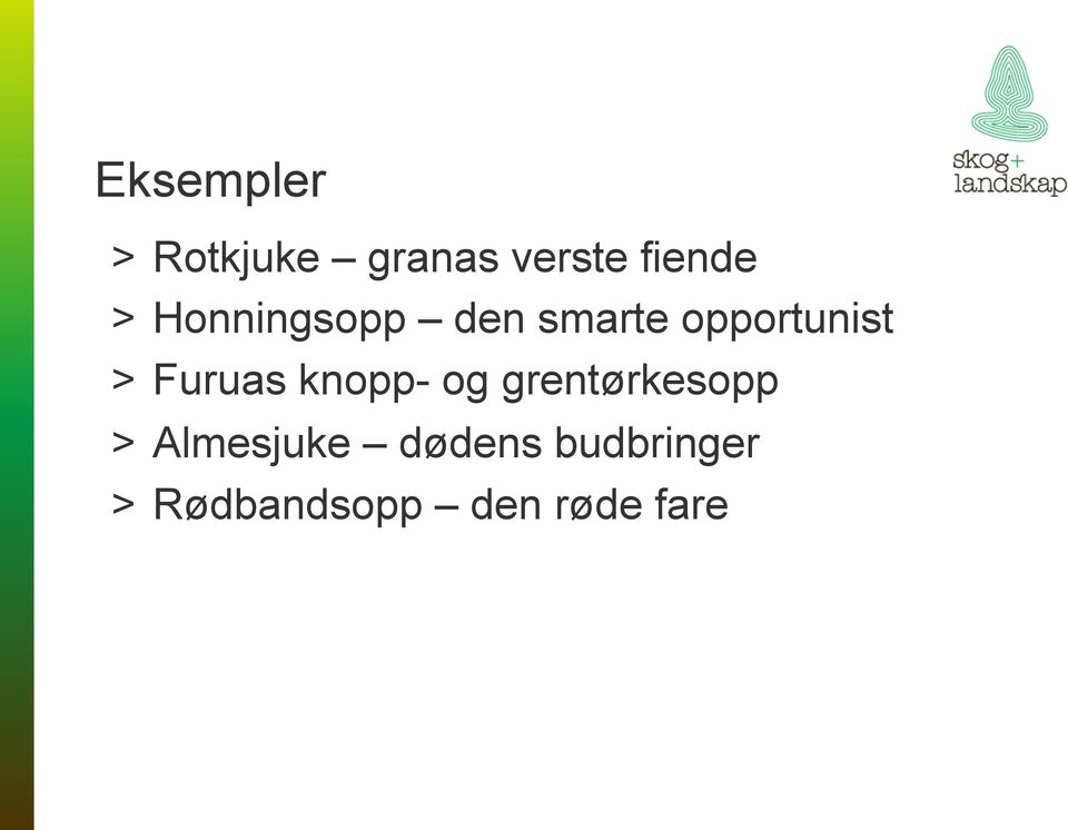 Furuas knopp- og grentørkesopp > Almesjuke