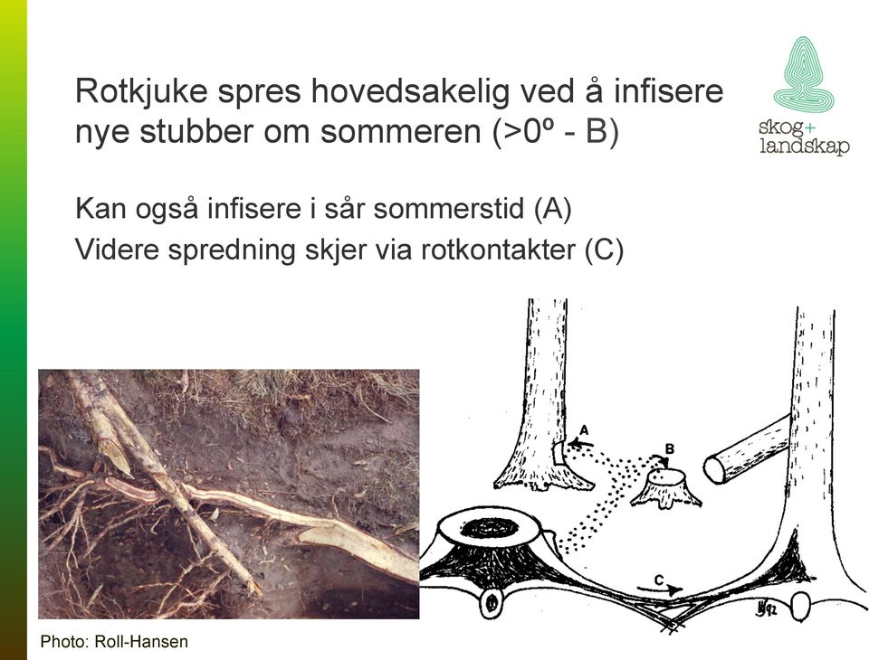 infisere i sår sommerstid (A) Videre