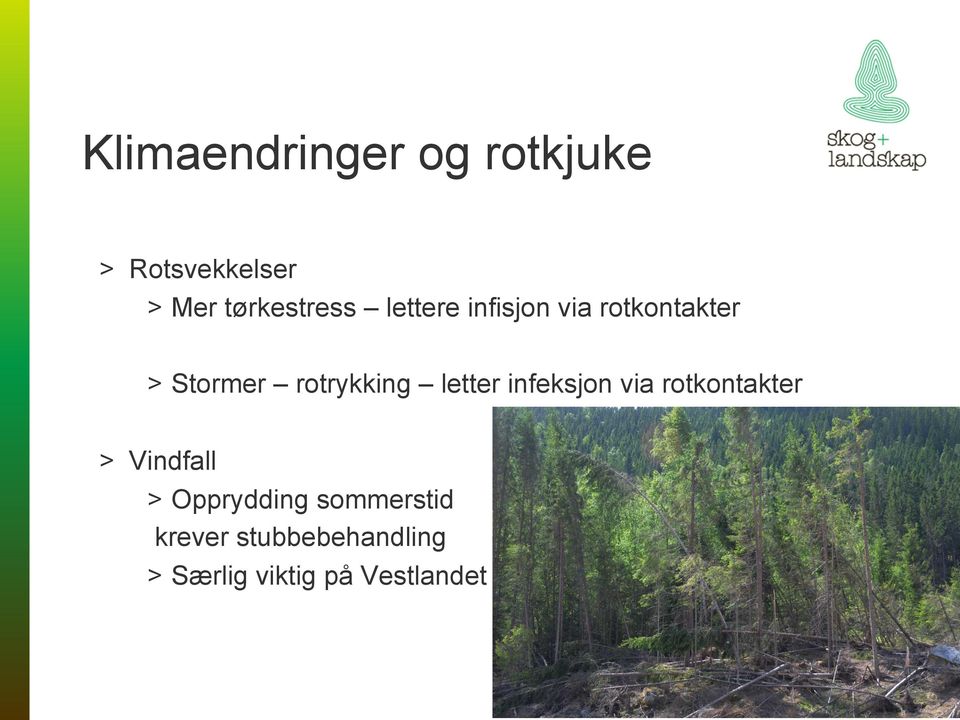 rotrykking letter infeksjon via rotkontakter > Vindfall >