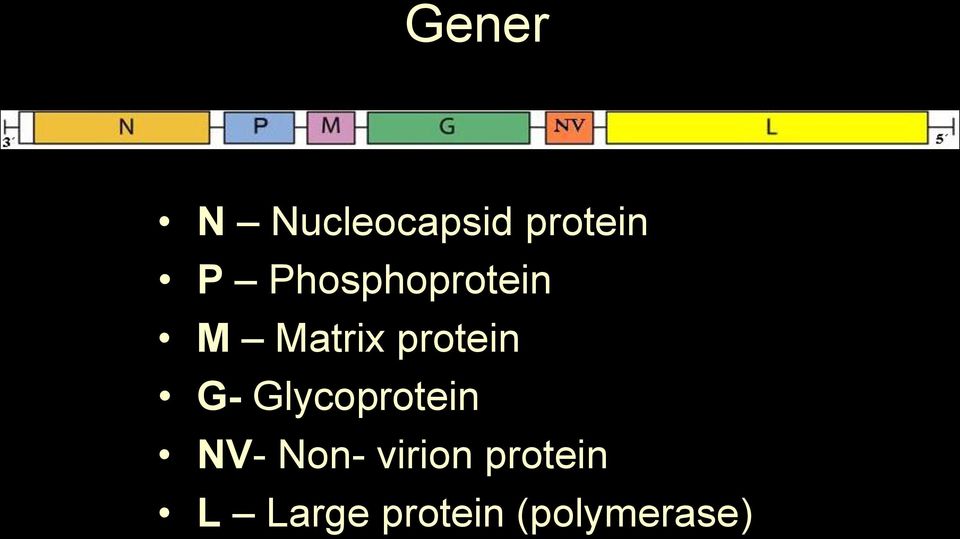 G- Glycoprotein NV- Non- virion