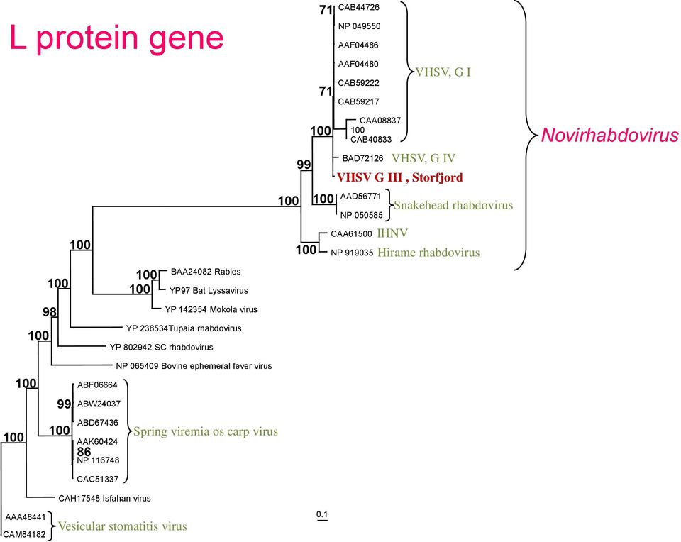 Lyssavirus 98 YP 142354 Mokola virus YP 238534Tupaia rhabdovirus YP 802942 SC rhabdovirus 99 NP 065409 Bovine ephemeral fever virus ABF06664