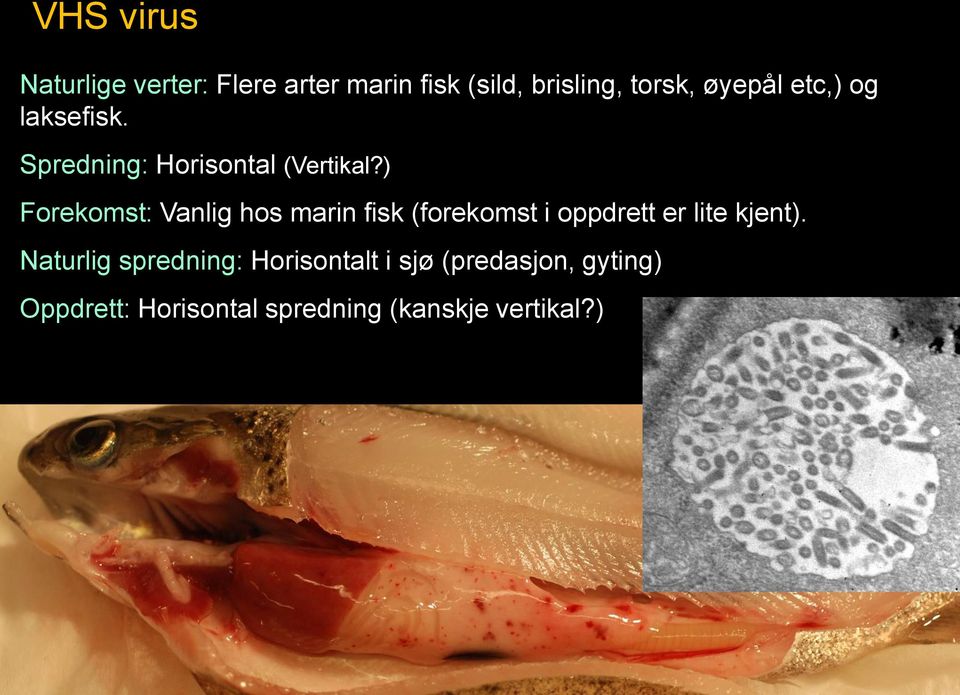 ) Forekomst: Vanlig hos marin fisk (forekomst i oppdrett er lite kjent).