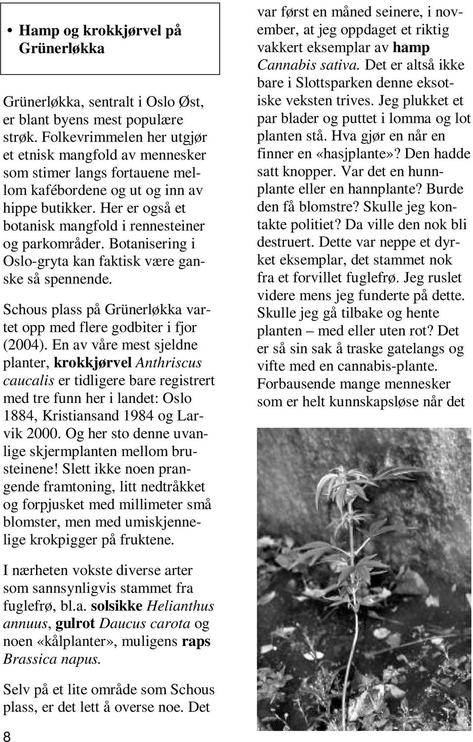 Botanisering i Oslo-gryta kan faktisk være ganske så spennende. Schous plass på Grünerløkka vartet opp med flere godbiter i fjor (2004).
