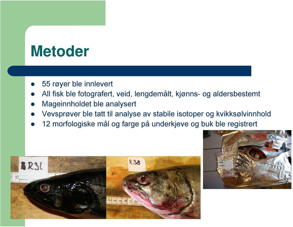 Vevsprøver ble tatt til analyse av stabile isotoper og