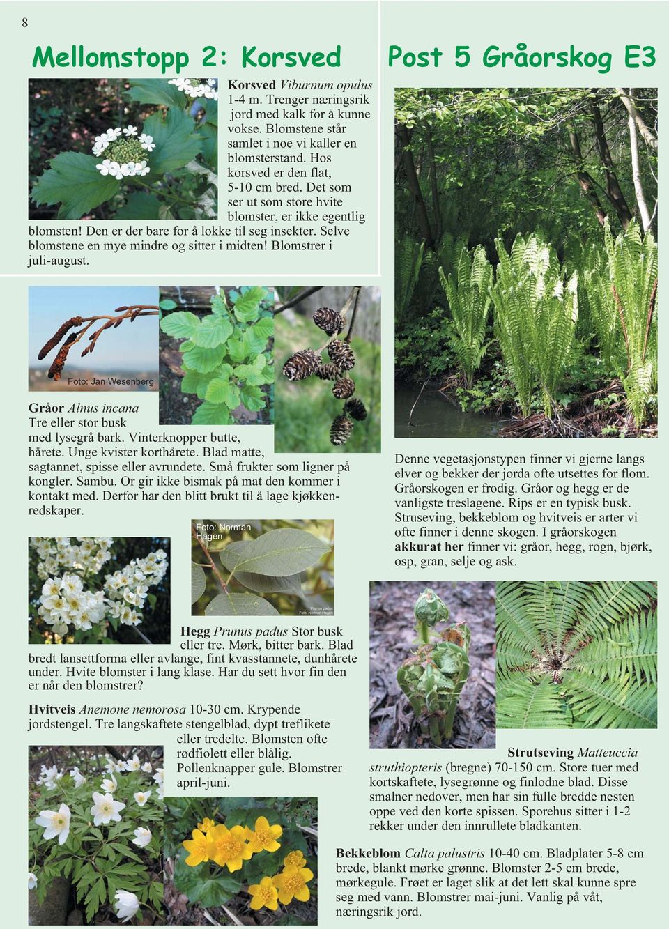 Selve blomstene en mye mindre og sitter i midten! Blomstrer i juli-august. Post 5 Gråorskog E3 Foto: Jan Wesenberg Gråor Alnus incana Tre eller stor busk med lysegrå bark. Vinterknopper butte, hårete.