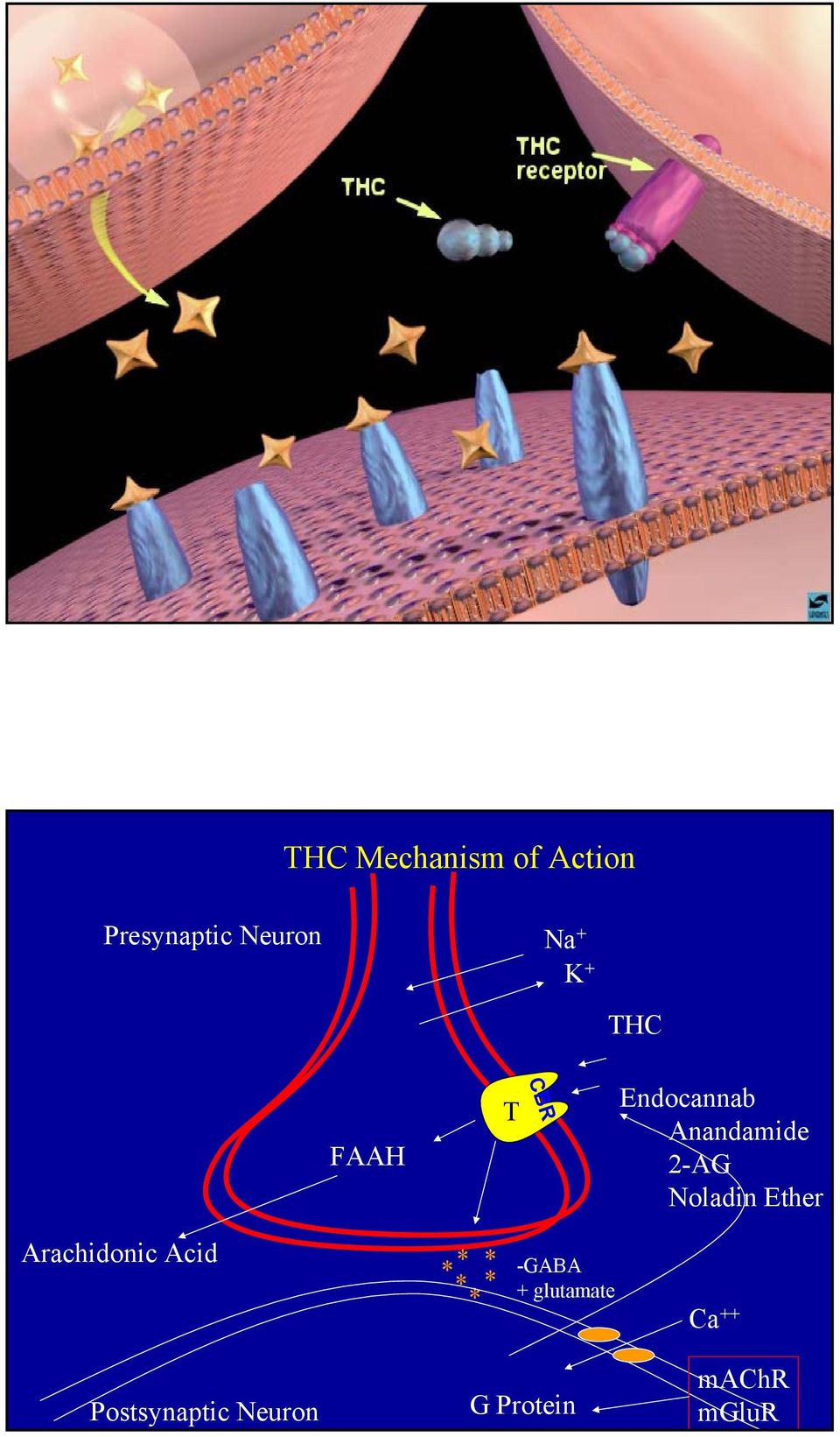 Noladin Ether Arachidonic Acid ** * ** -GABA +