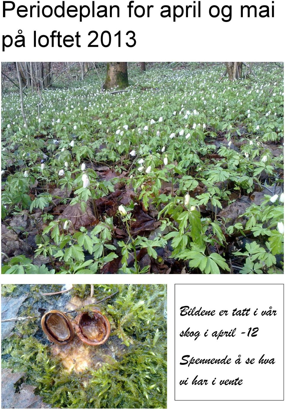 tatt i vår skog i april -12