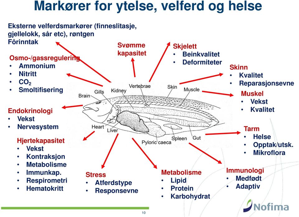 Metabolisme Immunkap.