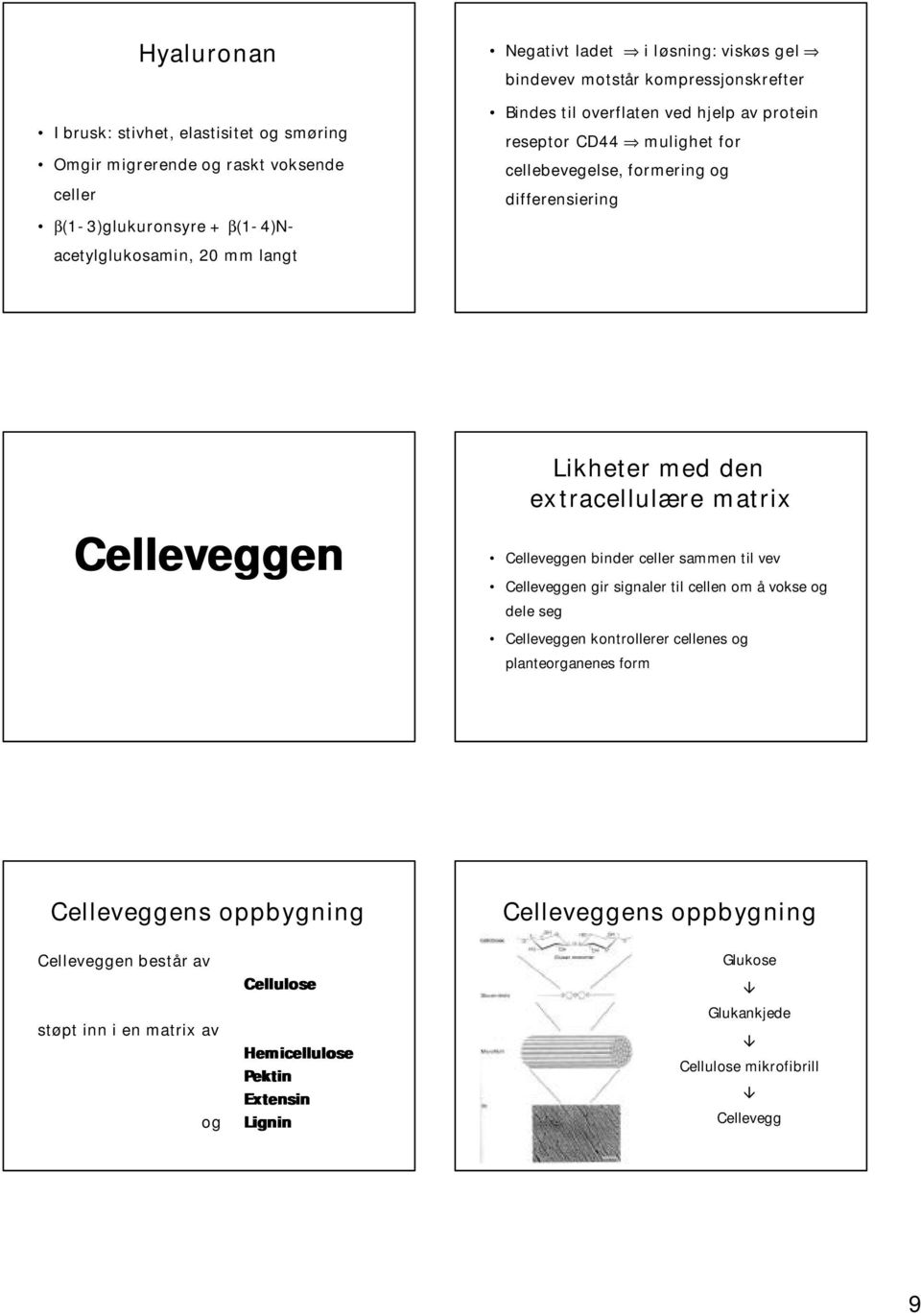 extracellulære matrix Celleveggen binder celler sammen til vev Celleveggen gir signaler til cellen om å vokse og dele seg Celleveggen kontrollerer cellenes og planteorganenes form