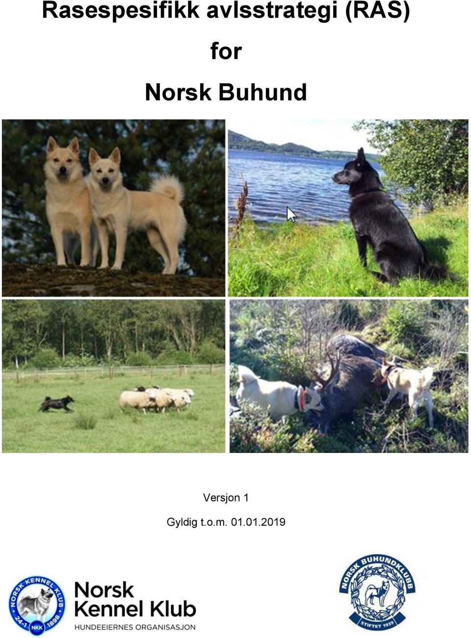 for Norsk Buhund