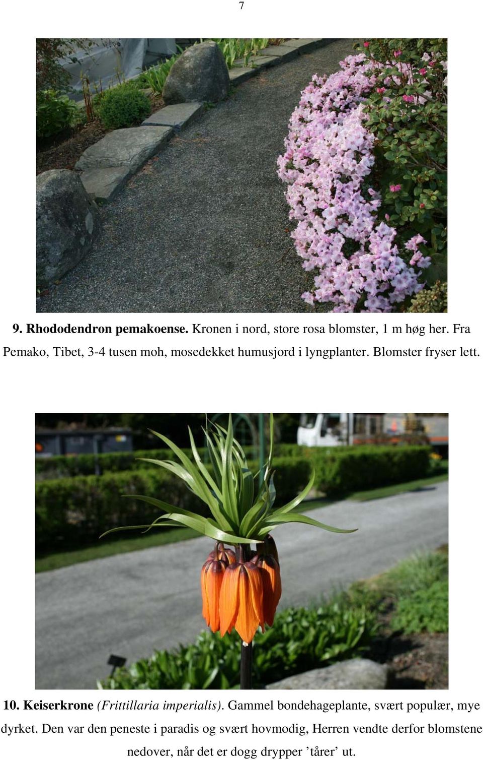 Keiserkrone (Frittillaria imperialis). Gammel bondehageplante, svært populær, mye dyrket.