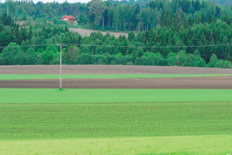 Størst mulig egenproduksjon av korn vil være