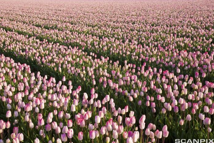 4.5.3 Morten planter ut 40 tulipanløk i hagen. Han regner med at spireevnen til løkene er 80 %. Hva er sannsynligheten for at: a) minst 30 av løkene vil spire?
