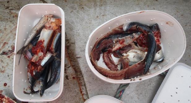 Figur 3: Skisse som viser teine oppsettet. Vi prøvde to forskjellige typer agn i forsøkene: sild (Clupea harengus) og sauri (Cololabis saira) (pelagisk fiskeart fra Stillehavet) (to stk per teine).