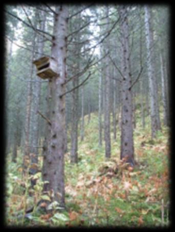 Skogreisinga vellykka 100 års satsing langs kysten Skogreist 4,5 % av produktivt skogareal Tømmervolumene økt fra 85 mill. kbm i 1925 til 300 mill. kbm i dag, dvs. 400 mill.