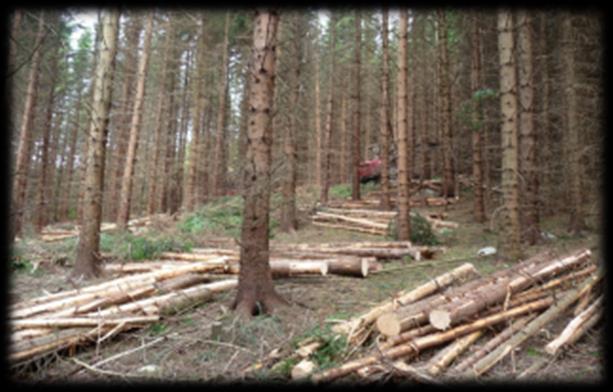 Planting av skog på nye arealer som klimatiltak Hjemlig og kostnadseffektivt karbonlager I tillegg til ordinær skogplanting, planteforedling, bruk av trevirke m.m. Klimaskog tilplanting av gjengroingsareal 1 mill.
