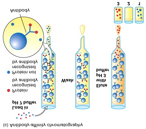 Proteinrensing -