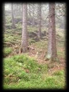 Skognæringa en av de største verdiskaperne i Trøndelag Virksomhetene i skognæringa i Trøndelag produserer for over 7,5 milliarder kroner årlig Skognæringa er av de største eksportnæringene Skogbruk
