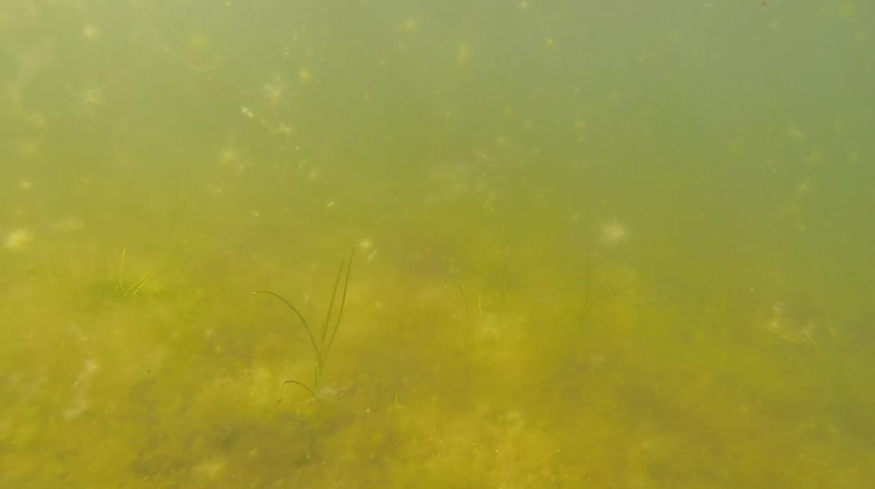 13.06.14 Store deler av posisjonen er helt dekket av råtnende alger. Ved fjerning av dette laget kommer ålegress til syne.