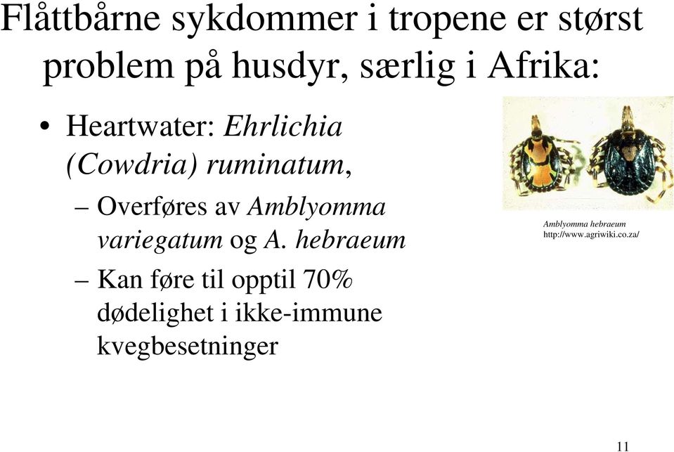 Amblyomma variegatum og A.