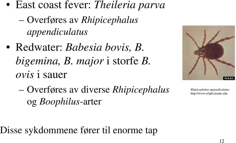 ovis i sauer Overføres av diverse Rhipicephalus og Boophilus-arter