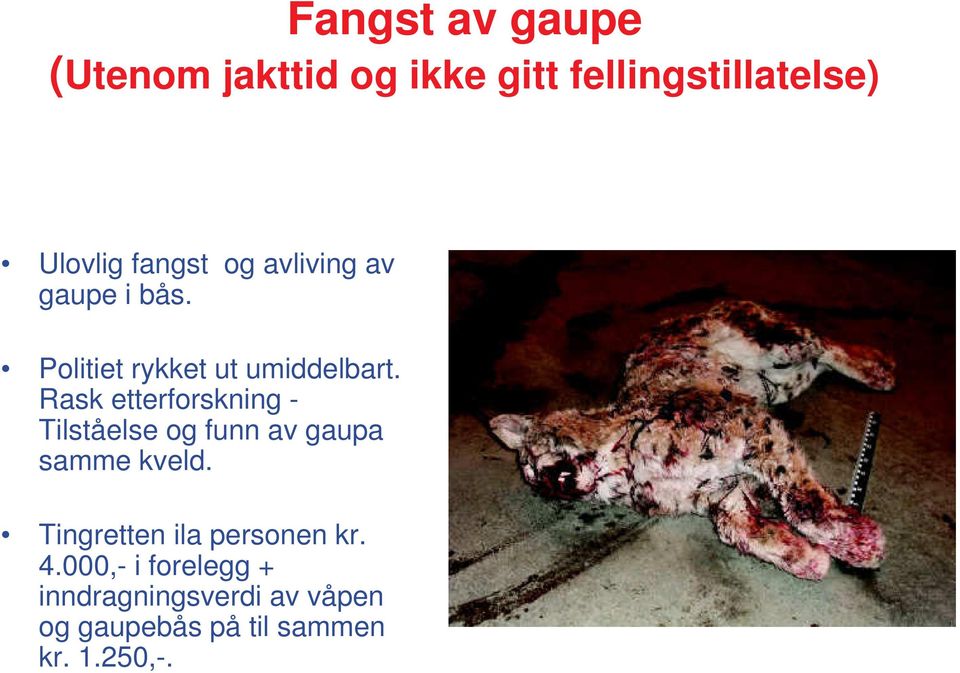 Rask etterforskning - Tilståelse og funn av gaupa samme kveld.