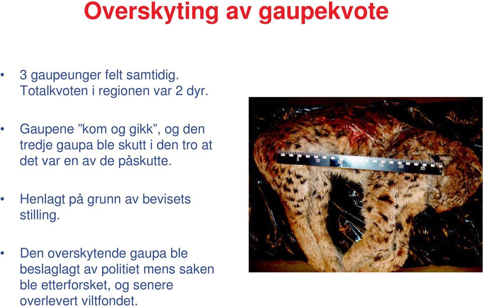 Gaupene kom og gikk, og den tredje gaupa ble skutt i den tro at det var en av de