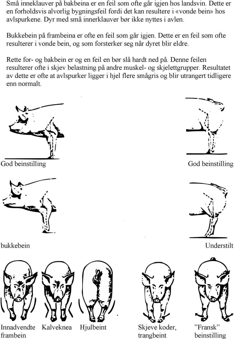 Dette er en feil som ofte resulterer i vonde bein, og som forsterker seg når dyret blir eldre. Rette for- og bakbein er og en feil en bør slå hardt ned på.