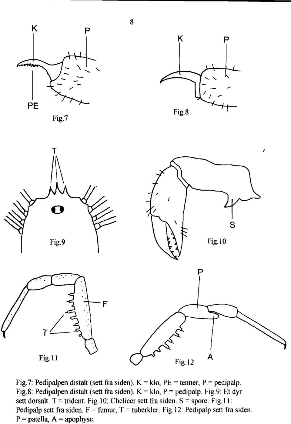 = pedipalp. Fig.9: Et dyr sett dorsalt. T = trident. Fig. 1O: Chelicer seu fia siden.